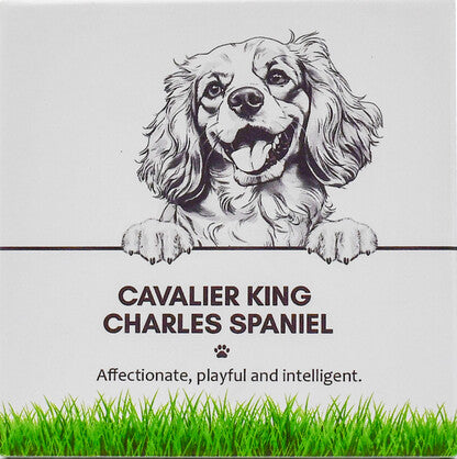 PET COASTER - Cavalier King Charles Spaniel