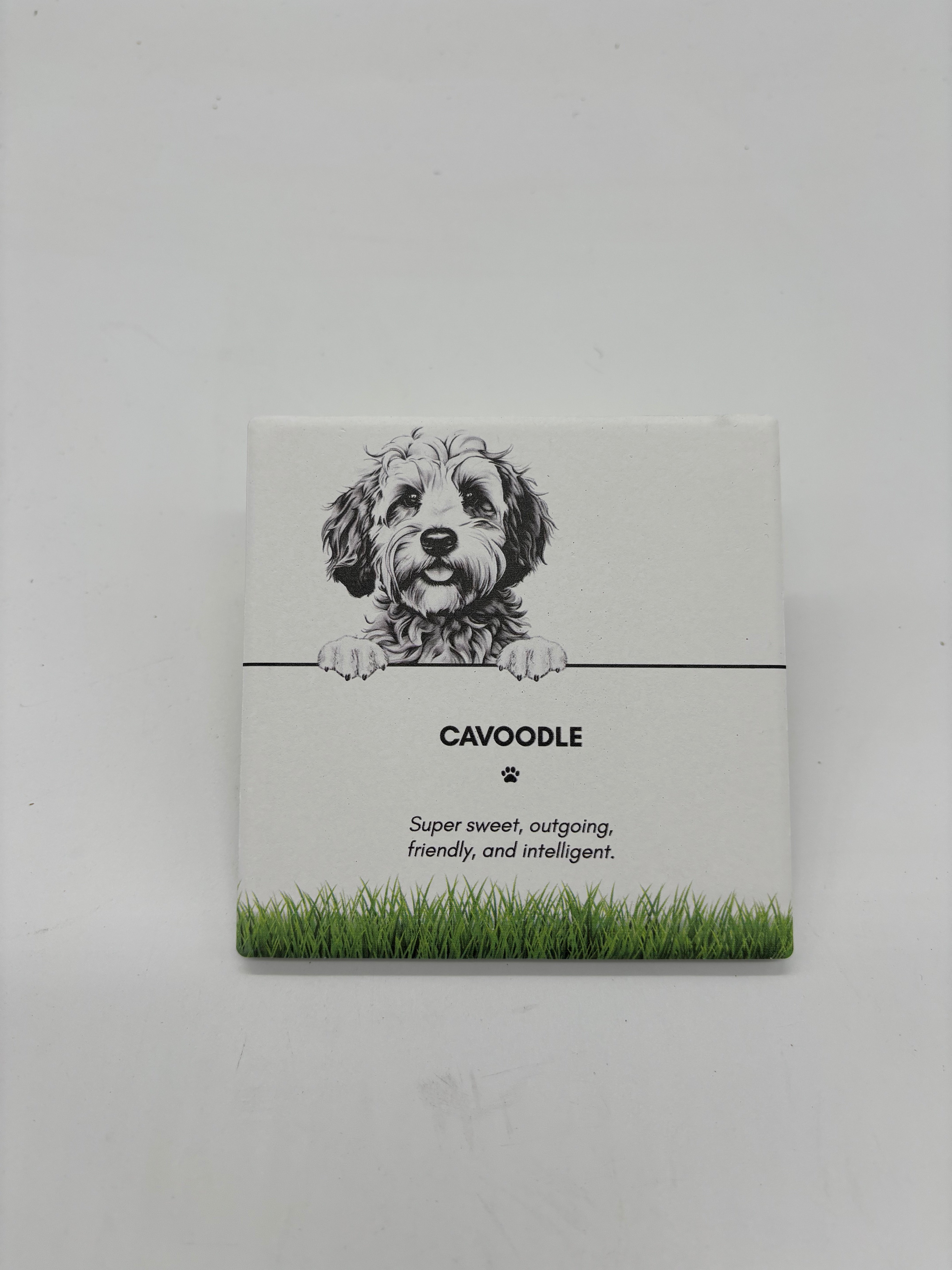 PET COASTER - Cavoodle